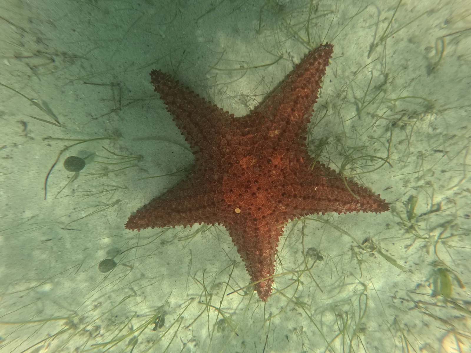 Snorkeling