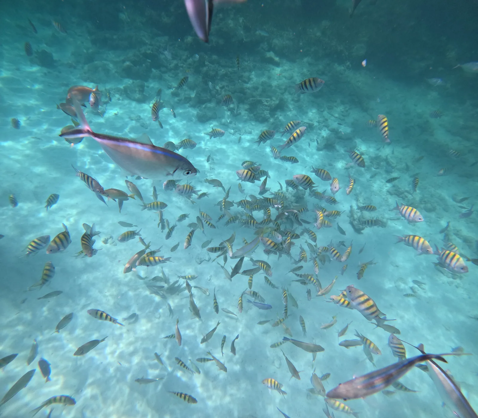 pesca